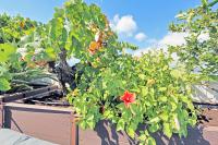 Agence immobilière Denia, Monte Pego - A vendre Maison mitoyenne, 3 chambres